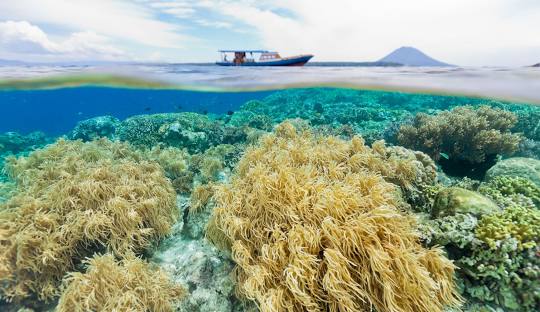 Wisata Bunaken: Surga Bawah Laut di Sulawesi Utara