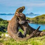 Wisata Pulau Komodo: Menyaksikan Keajaiban Alam dan Keanekaragaman Hayati