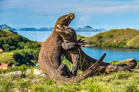 Wisata Pulau Komodo: Menyaksikan Keajaiban Alam dan Keanekaragaman Hayati