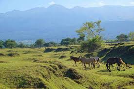 Doro Ncanga: Surga Padang Rumput di Kaki Tambora
